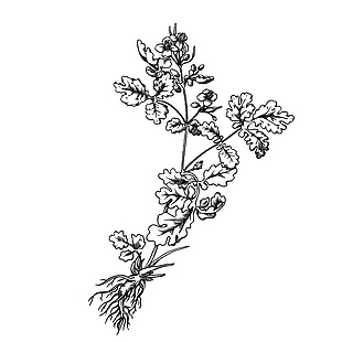 白屈菜甘草线稿设计