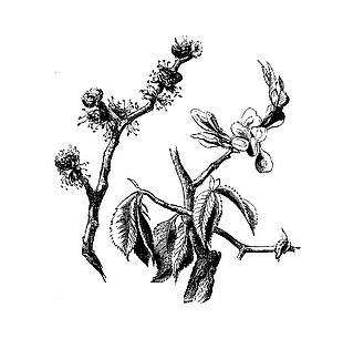 草药望江南线描设计