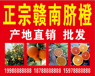赣南脐橙展板设计