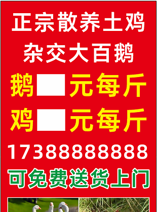 散养土鸡促销展板