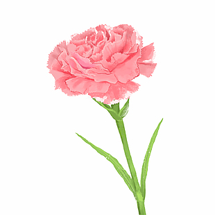 简约手绘鲜花单束设计模板