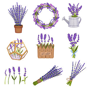 紫色薰衣草插画