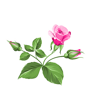 简单粉玫瑰插画