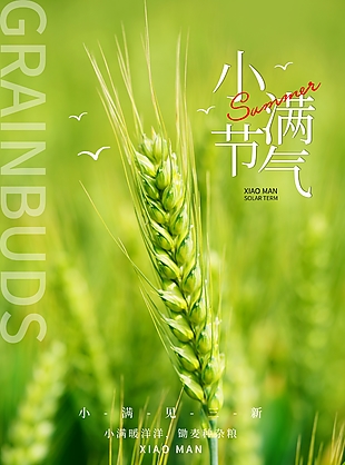 清新绿色小满见三新麦子背景节气海报
