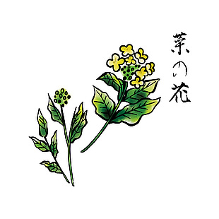 简约菜花食材插画