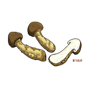 美味松茸食材插画