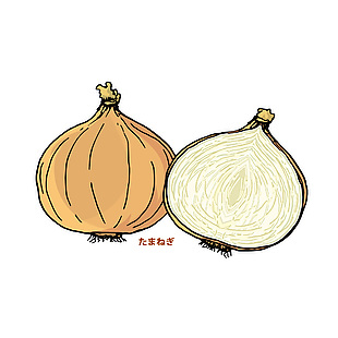 手绘洋葱蔬菜插画