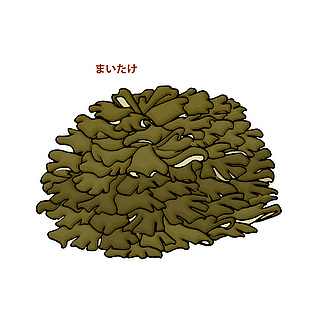 手绘平菇食材插画
