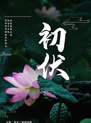 质感荷花摄影图主画面初伏时节海报