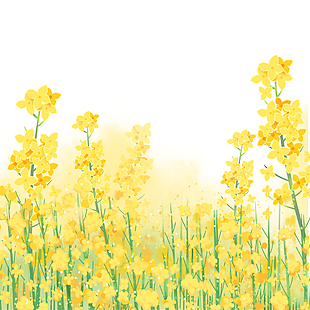 黄色水彩风油菜花插画边框图