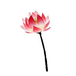 唯美夏日荷花水墨画插画