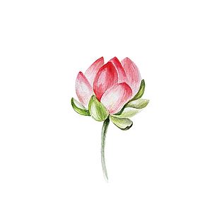 粉色唯美中国风水墨画荷花插画