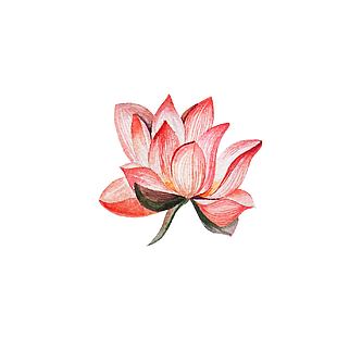 水墨风中国画手绘荷花插画