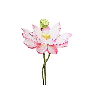 夏日池塘荷花莲蓬手绘插画