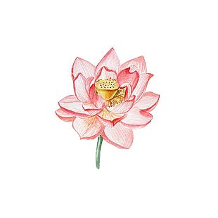 唯美水墨风手绘荷花插画