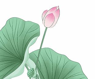 夏日池塘美景荷叶荷花手绘插画