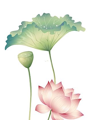唯美小清新荷花荷叶手绘插画