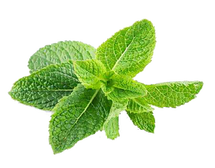 简洁绿色薄荷叶产品实物图