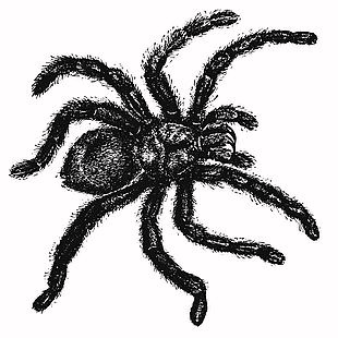 复古动物毒蜘蛛插画