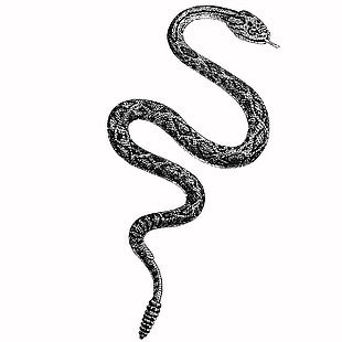 自然主题复古蛇插画