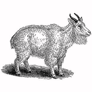 黑白风山羊线描插画