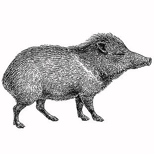 生态主题野猪线描插画
