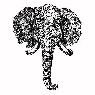 线描风格野生动物大象插画