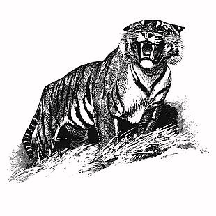 手绘线条风野生动物老虎插画