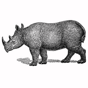 野生动物犀牛纹理细节插画