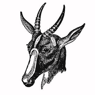 复古线描风羚羊插画