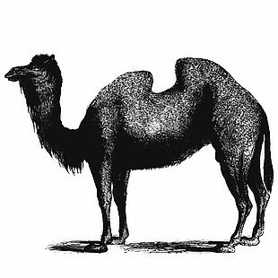 野生动物骆驼线描插画