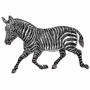 线描风野生动物斑马插画