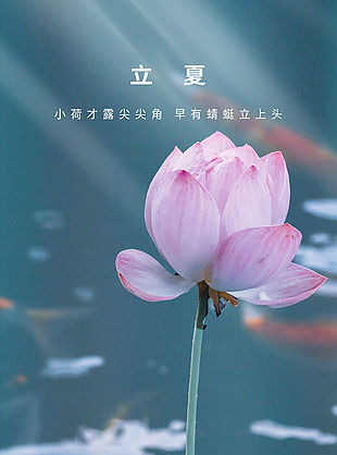 夏意渐浓诗意传统立夏节气海报