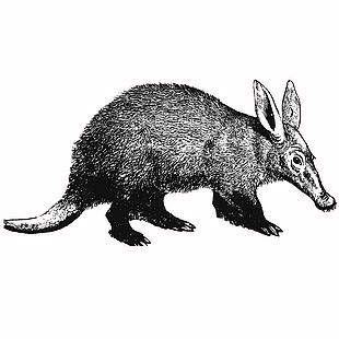 手绘黑白野生动物土豚插画
