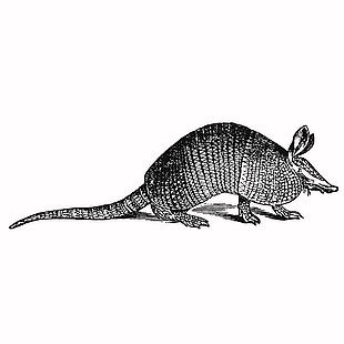 手绘风犰狳素描插画