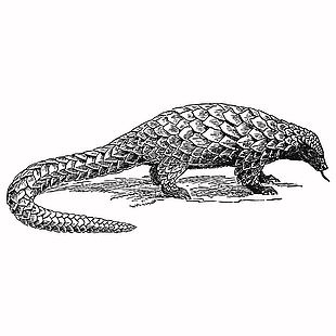 野生动物穿山甲素描插画