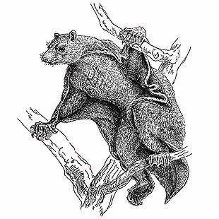 黑白线描风鼹鼠插画