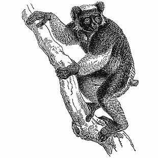 手绘野生动物狐猴插画