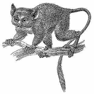 生态可爱野生动物懒猴插画