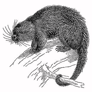 手绘风格海狸鼠插画