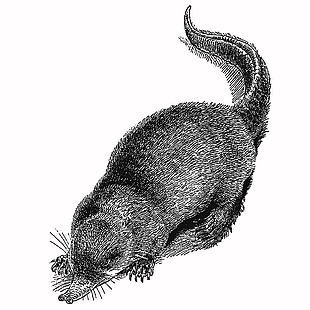 可爱呆萌野生动物懒鼩插画