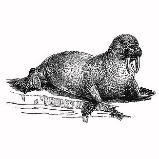 线描风海洋动物海象插画