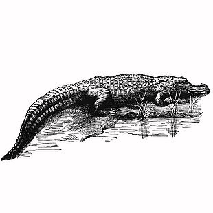 黑白风野生动物鳄鱼插画