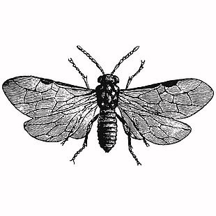 生态昆虫类叶峰插画