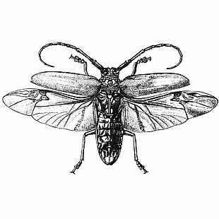 线描风野生昆虫天牛插画