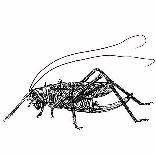 线描风螽斯插画