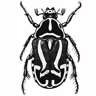 黑白素描风甲虫插画