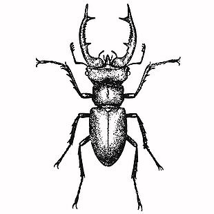 黑白风野生昆虫锹甲插画