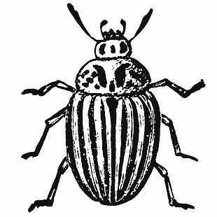 简笔画风科罗拉多马铃薯甲虫插画