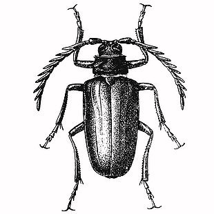 野生昆虫泰坦天牛插画